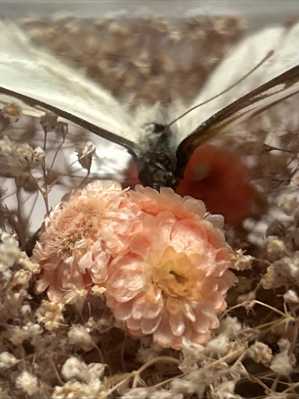 Vintage Real Butterfly Terrarium Boho MCM Cottagecore 8 3/4” H Floral Excellent