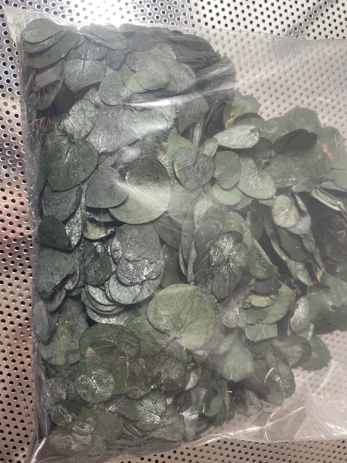3200 Preserved Real Eucalyptus Leaves Small, Pure Natural Bulk