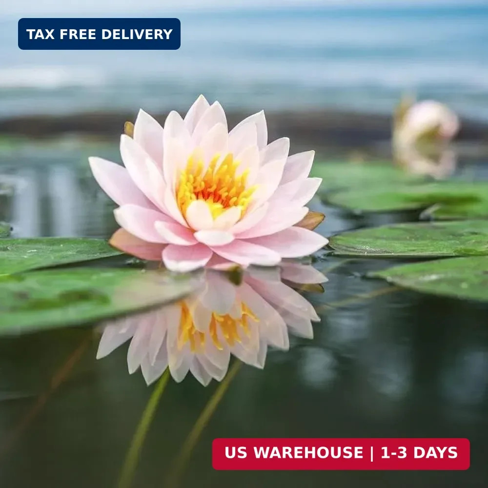 160pcs Mixed Color Bowl Lotus Seeds for Planting – Non-GMO Bonsai Lotus, Water L