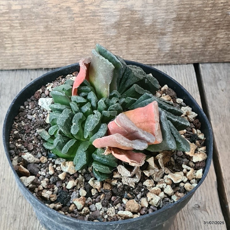 D5615 HAWORTHIA TRUNCATA pot14-H8-W11 cm MaMa Cactus