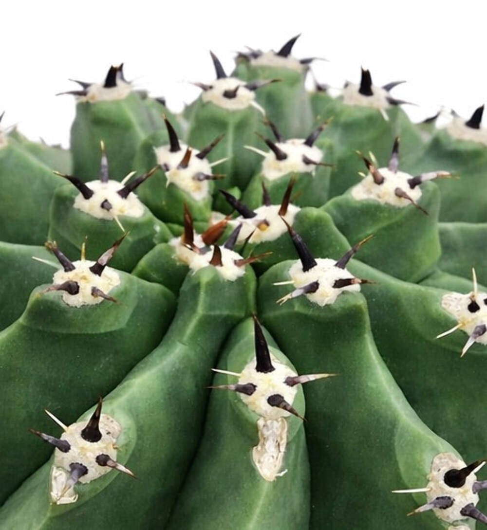 Ferocactus horridus var. inermis SEEDS – Rare Cactus SEEDS