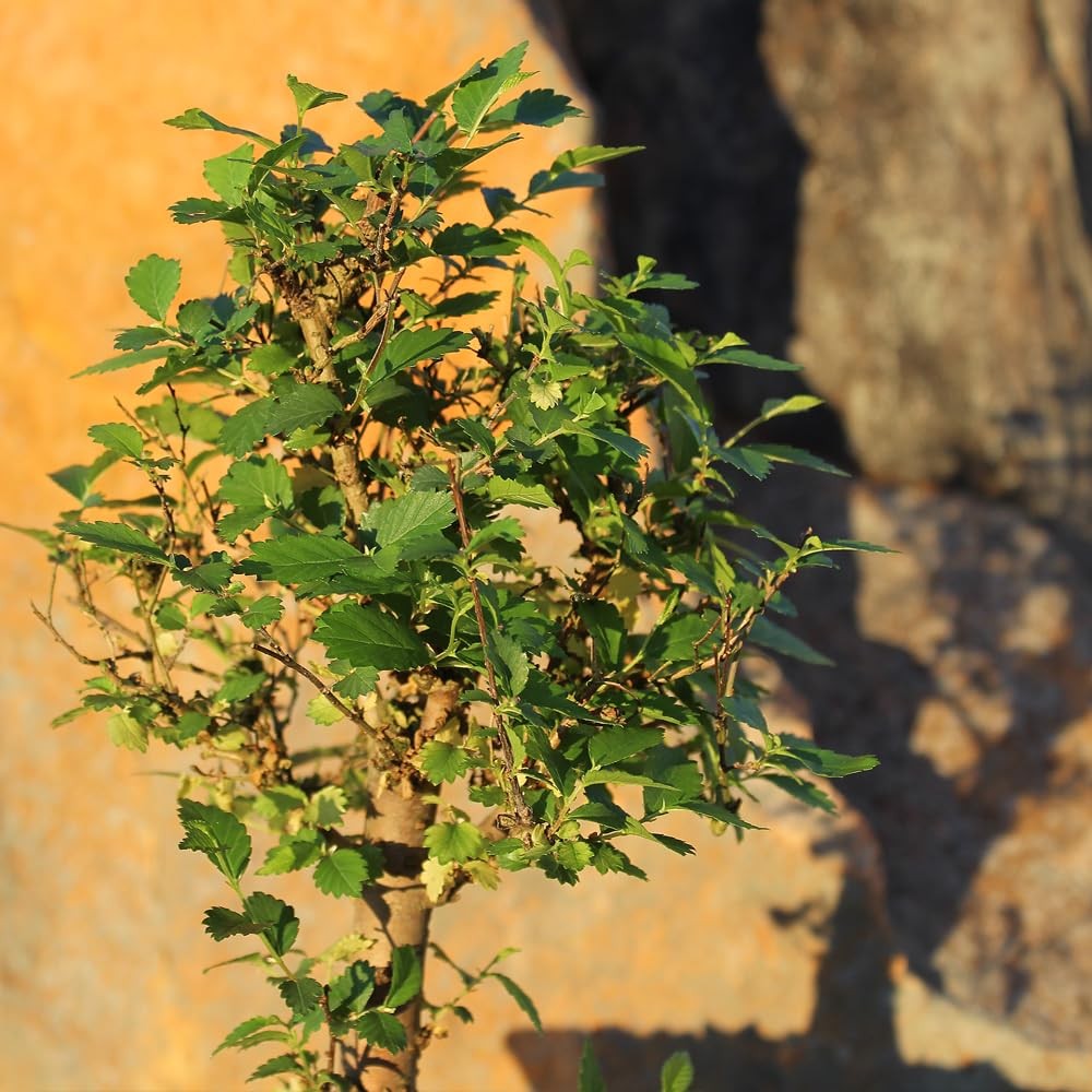 Brussel’s Bonsai Live Chinese Elm Tree, Outdoor – Small, Green