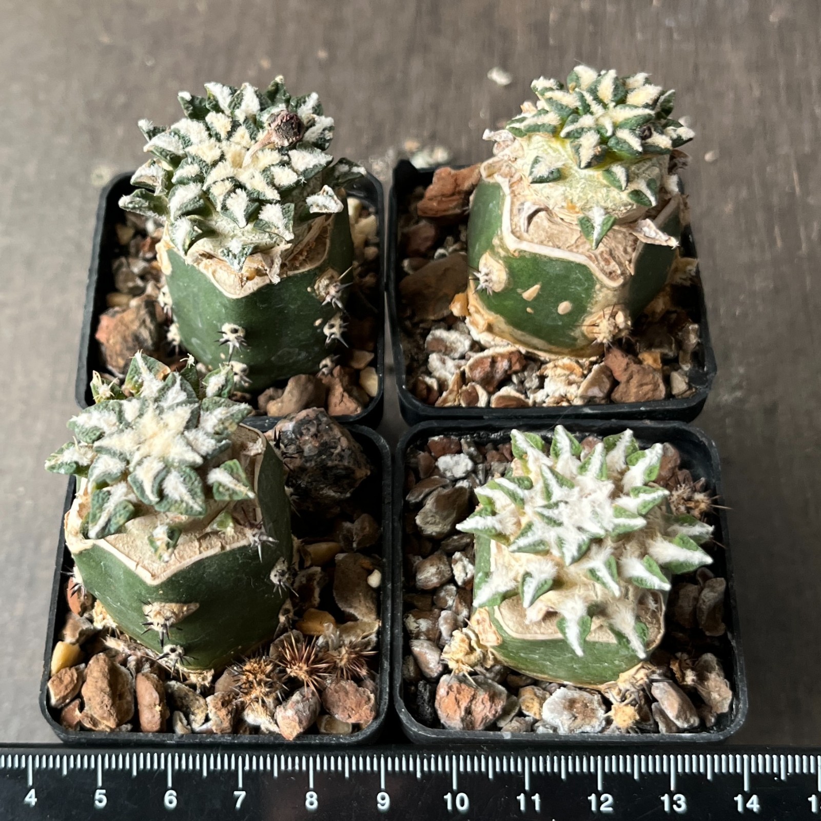 A8-1402 Cactus kotschoubeyanus VM526, Lucio Blanco, Coah, 4 pieces