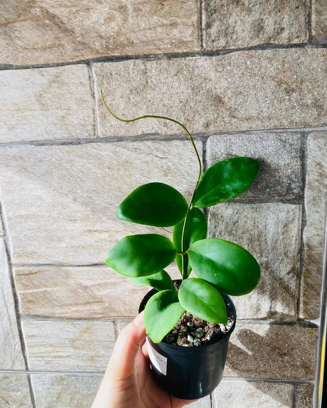 Hoya Mindorensis Rare Tropical Wax Plant