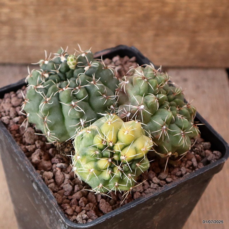 D5000 GYMNOCALYCIUM BALDIANUM VARIEGATED pot10-H6-W10 cm MaMa Cactus