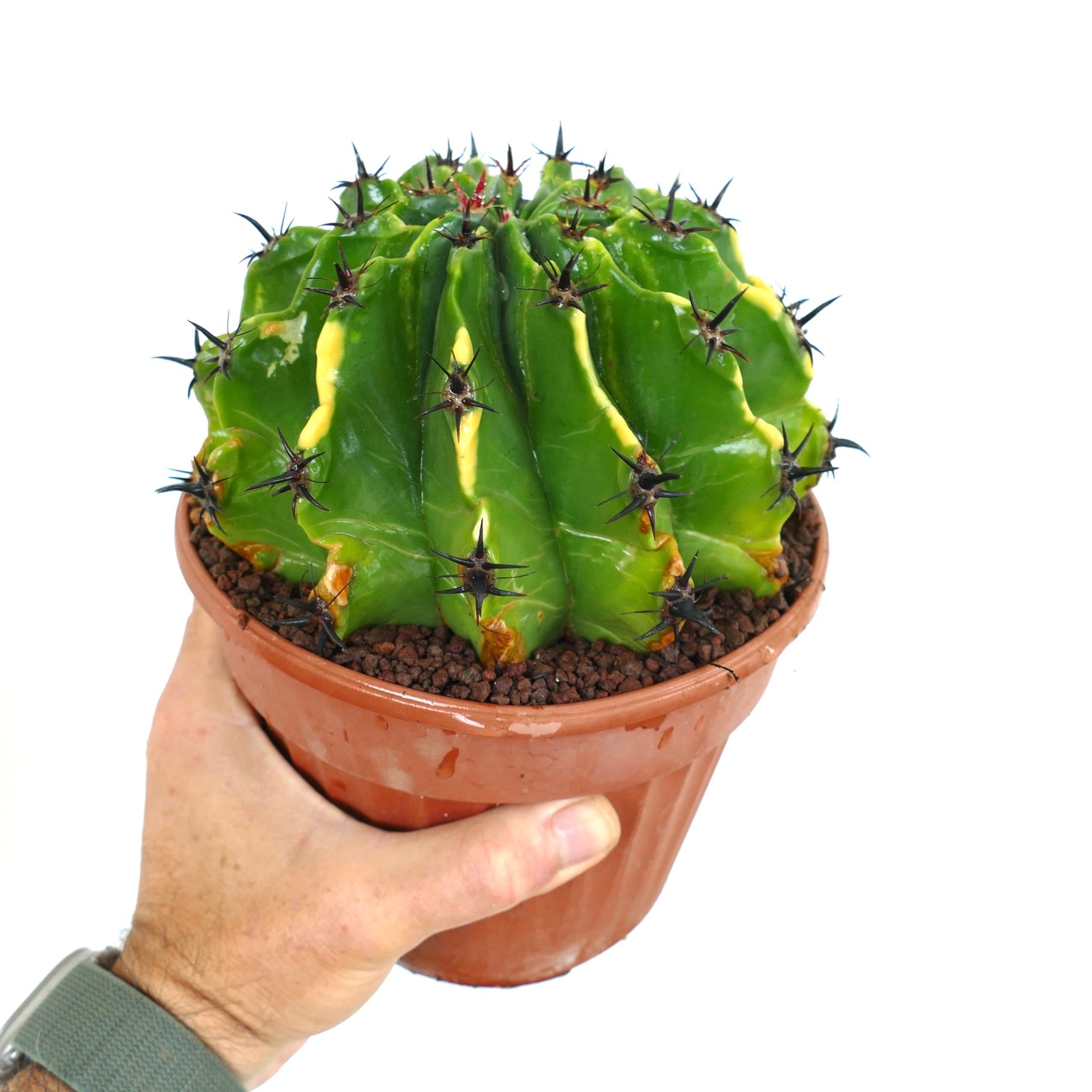 Ferocactus horridus var. brevispinus VARIEGATED BK9 –