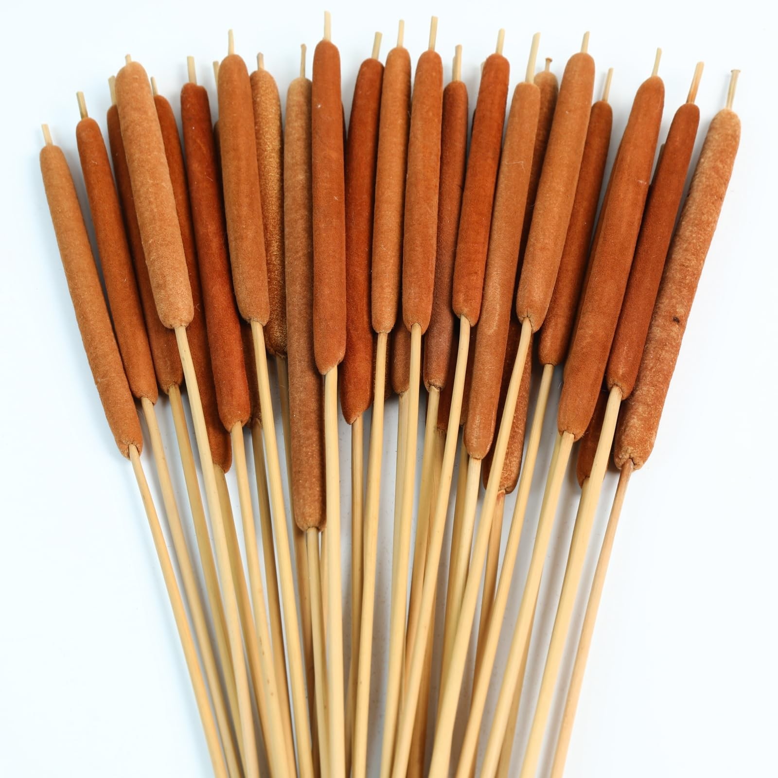 30 PCS Natural Dried Cattail Flowers 17 Inch Brown Rustic Floral Wedding DIY