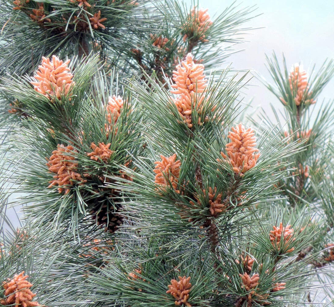 Pinus thunbergii 10-20cm | Japanese Black Pine | Black Pine – Japanese Black Pin