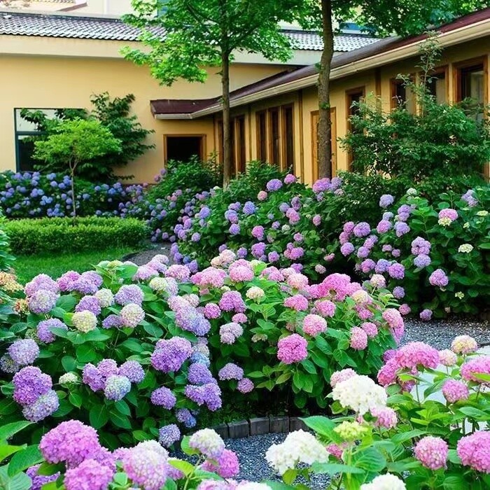 (10) HYDRANGEA SEEDS rare exotic flower bloom garden plant USA SELLER W/TRACK