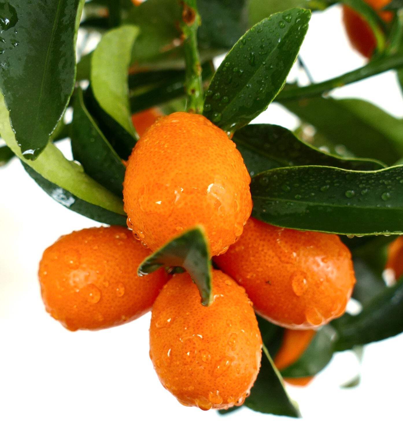 Citrus japonica KUMQUAT – Kumquat | Fortunella