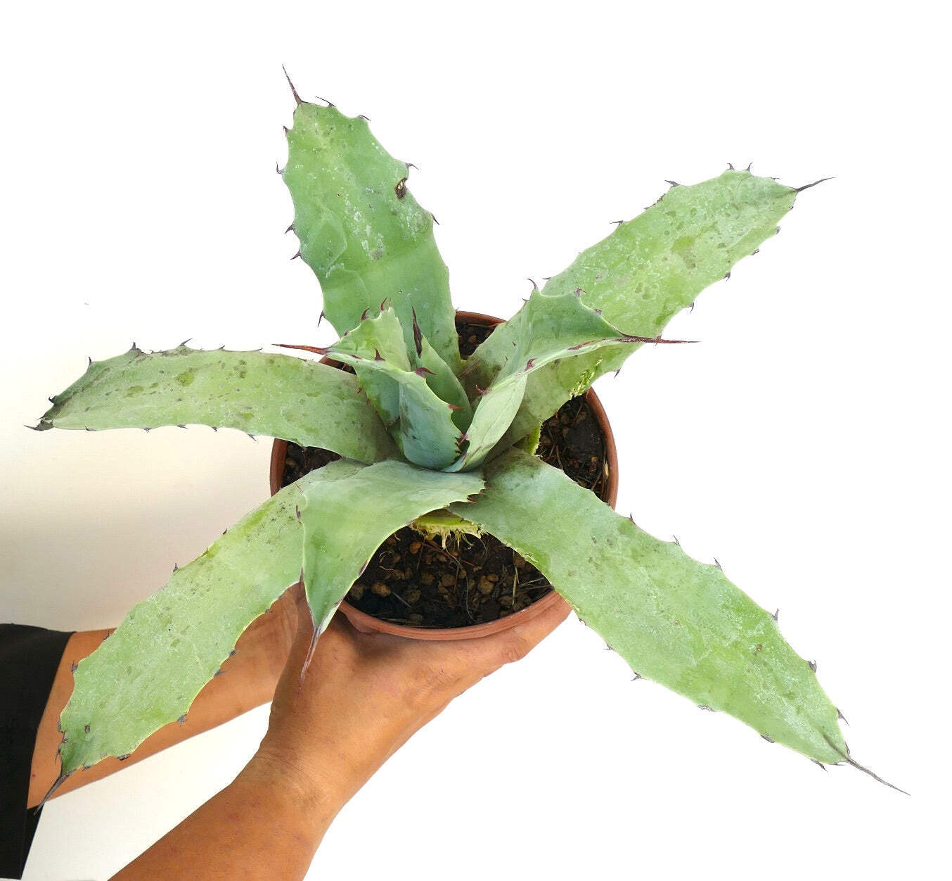 Agave macroacantha X Agave americana – VARIEGATED VARIEGATE VARIEGATA