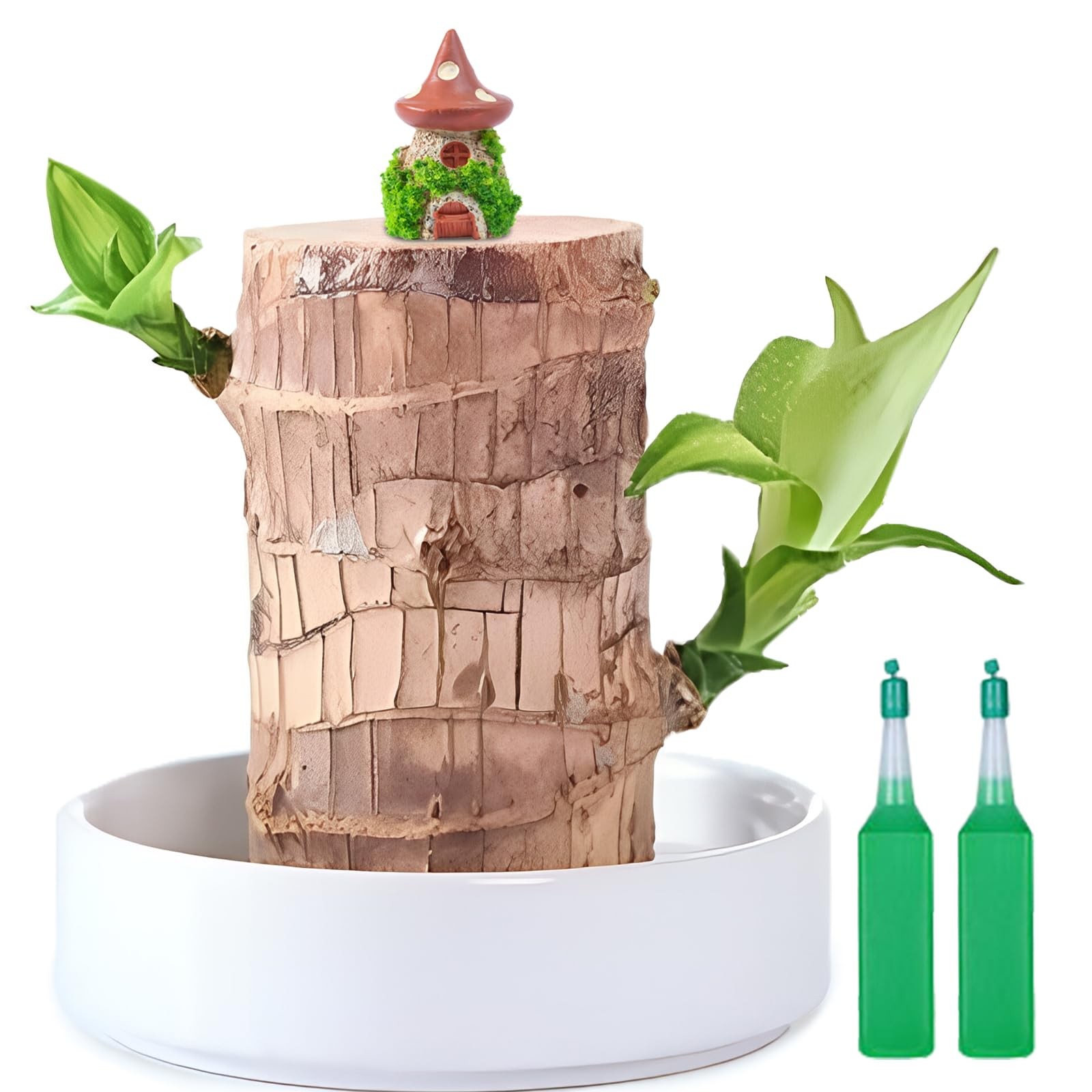 JJWYLTKB Brazilian Lucky Wood Plant,Fortune Brazil Potted Plant Brown