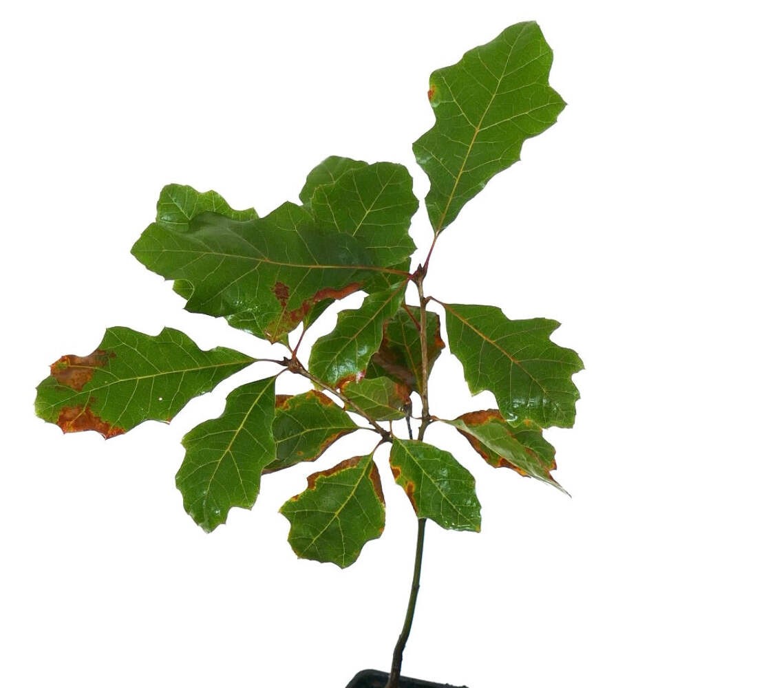 Quercus acerifolia 10-20cm | Maple-leaf oak | Shumard oak – Maple-leaf oak | Shu