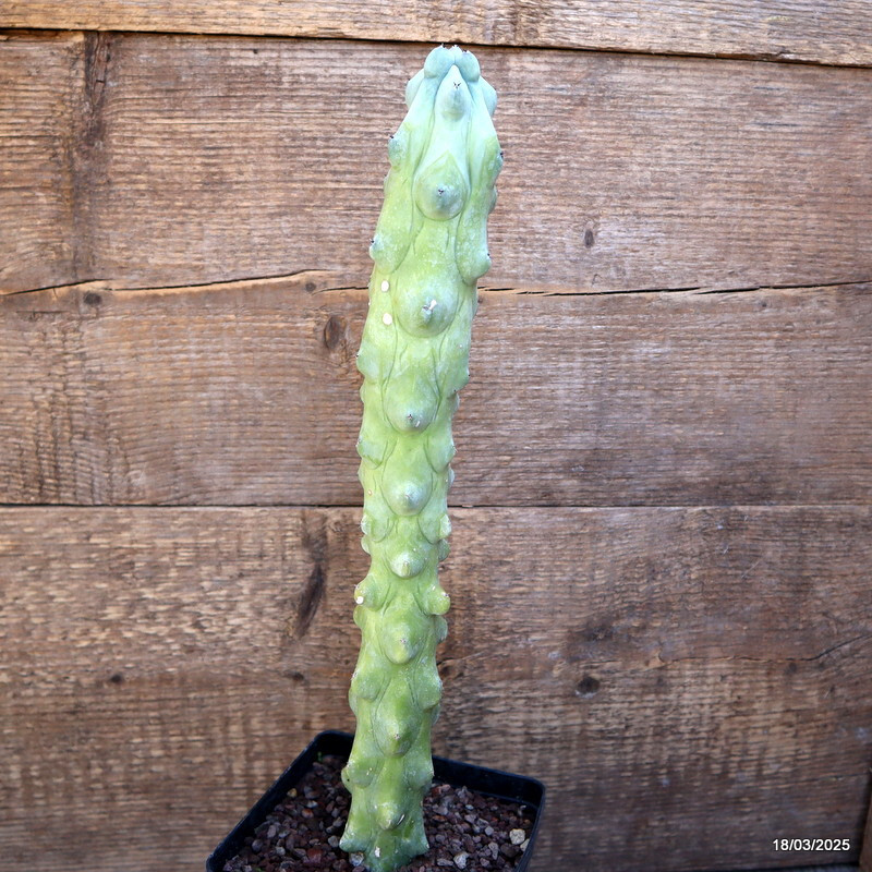 A3702 MYRTILLOCACTUS FUKUROKURIUZINBOKU pot12-H36-W6 cm MaMa Cactus