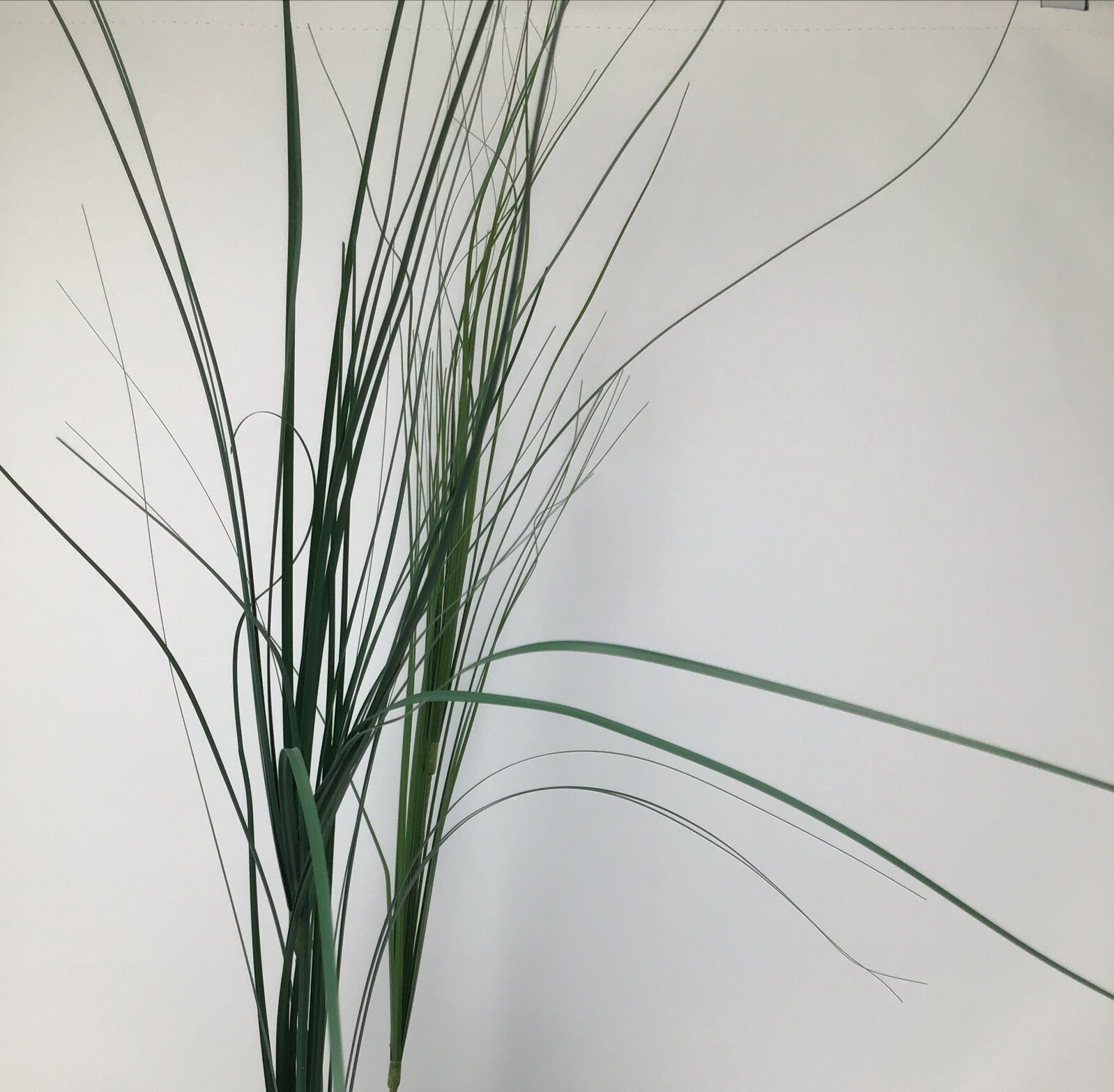 Onion Grass Floral Pick Green 27” Arrangement Basket Filler 2 Picks NOS
