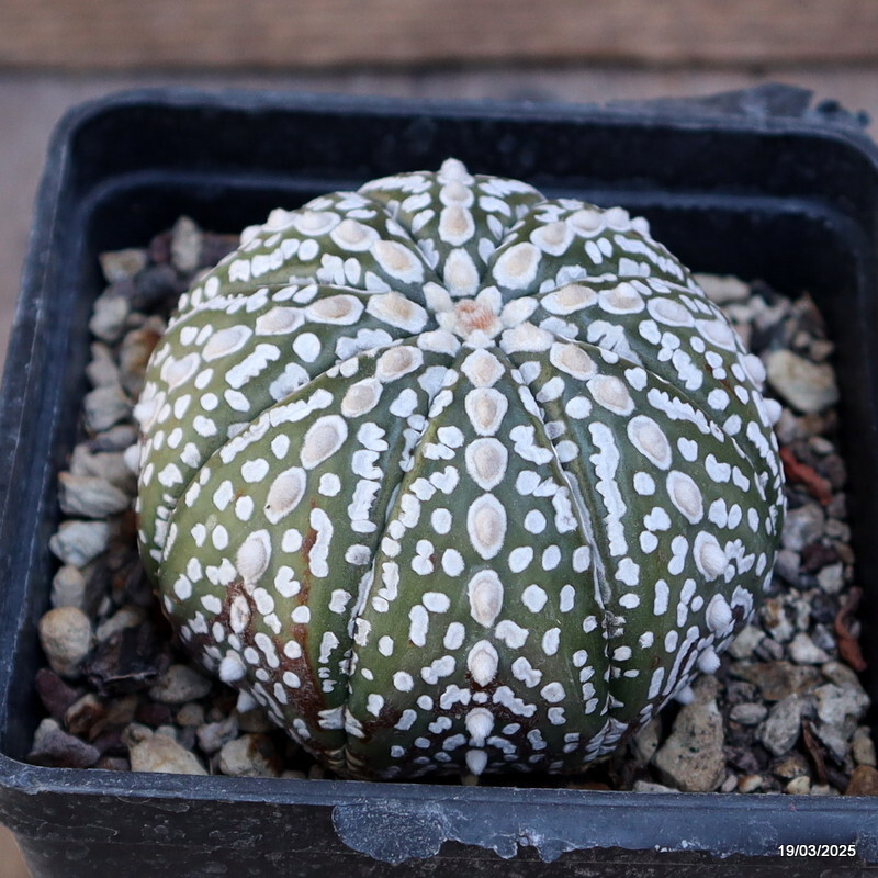 A4681 ASTROPHYTUM SUPERKABUTO pot10-H6-W8 cm MaMa Cactus