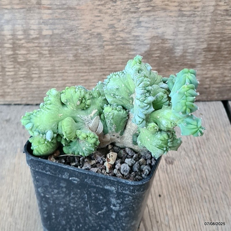 D5754 MYRTILLOCACTUS GEOMETRIZANS CRESTED pot8-H9-W11 cm MaMa Cactus