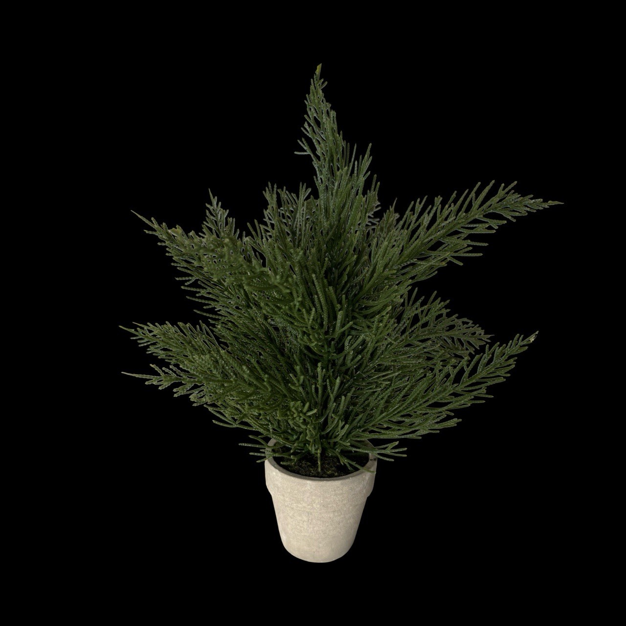 Cedar Potted Plant 6in Tall In Small Terracotta Pot