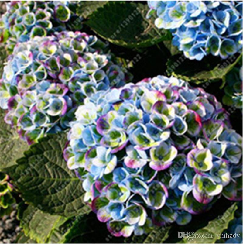 (10) HYDRANGEA SEEDS perennial flower garden bush plant USA SELLER W/TRACK