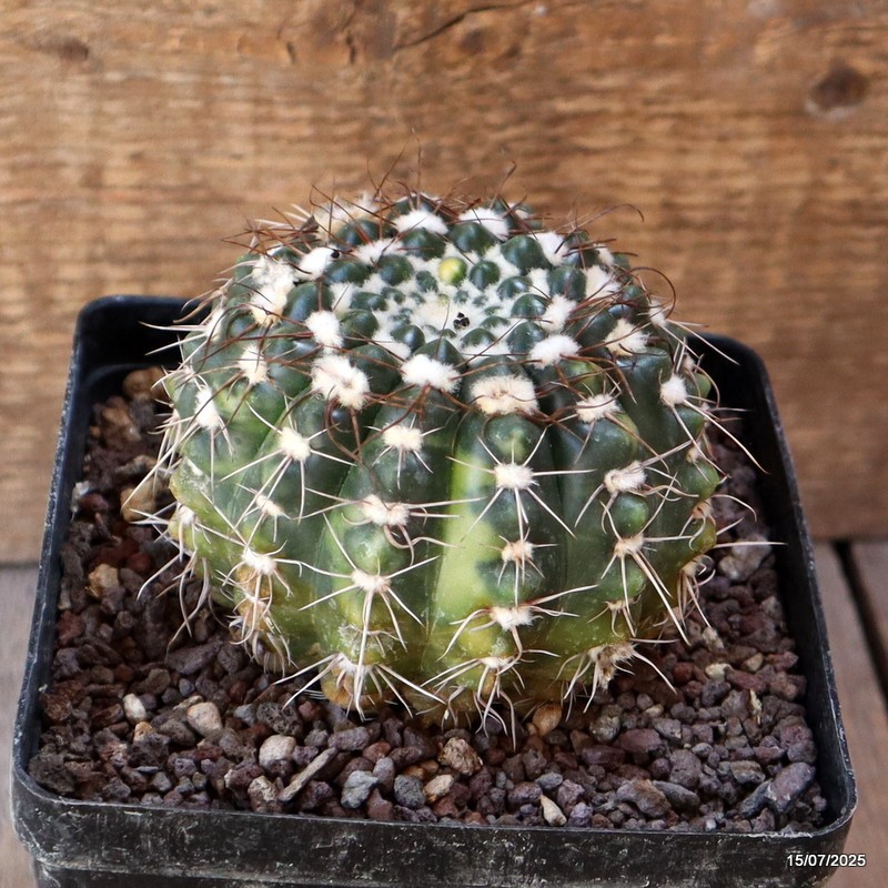 D5297 NOTOCACTUS UEBELMANNIANUS VARIEGATED pot12-H7-W9 cm MaMa Cactus
