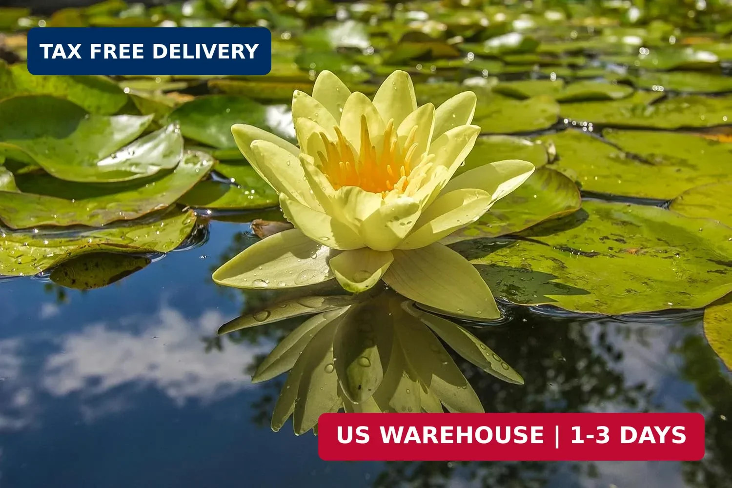 60PCS Premium Lotus Seeds for Planting in Water – Mixed Color Bowl Flower for Po