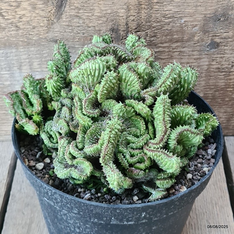 D5807 EUPHORBIA HORRIDA CRESTED pot18-H12-W19 cm MaMa Cactus