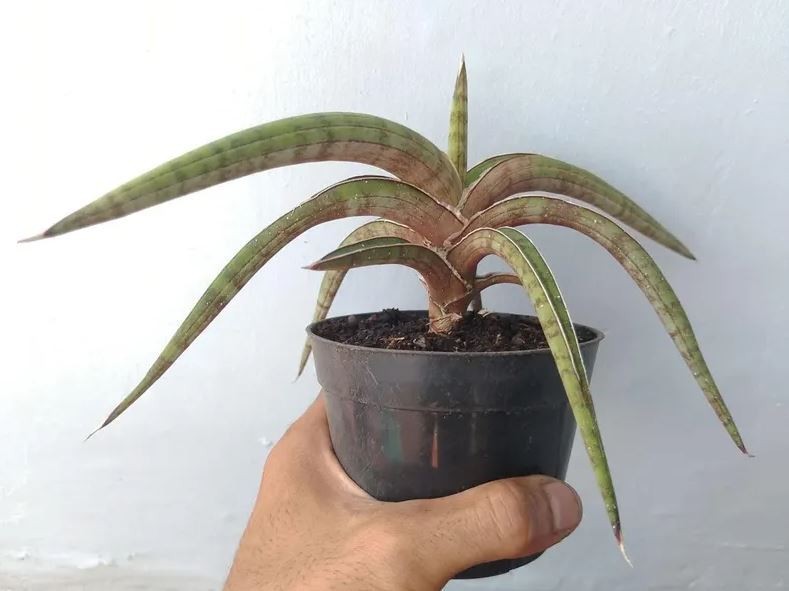 Sansevieria Rhodesiana Pink Mature Rare Uniqe Snake Plant