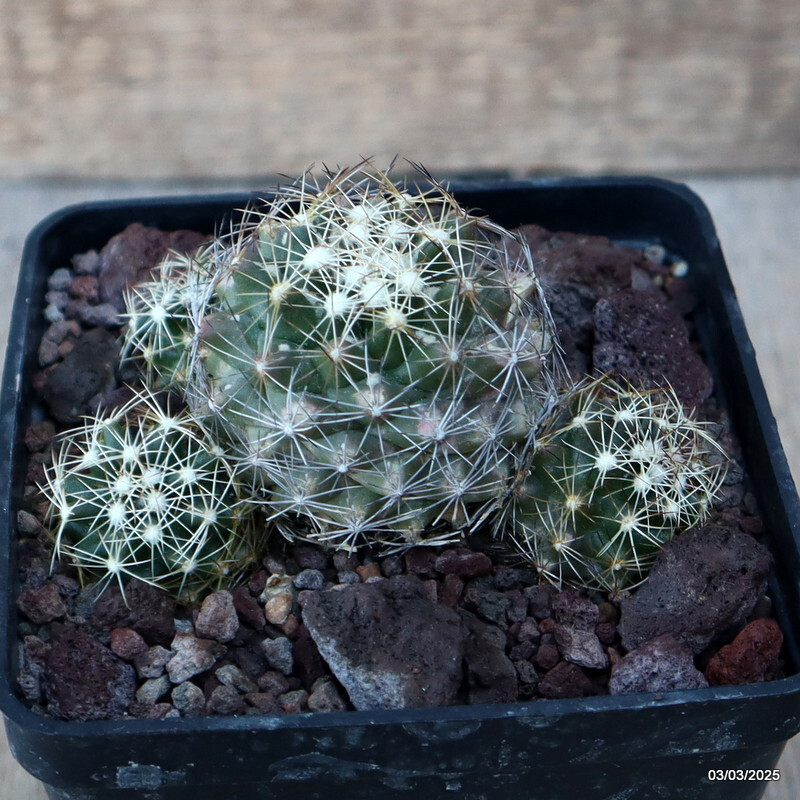 D3626 CORYPHANTHA CALIPENSIS pot10-H5-W9 cm MaMa Cactus