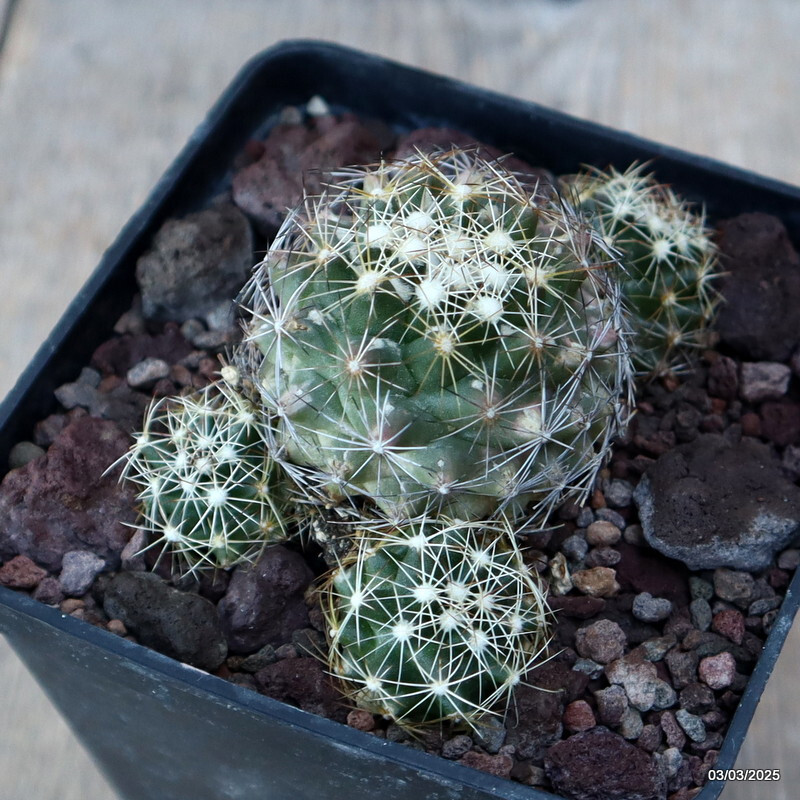 D3626 CORYPHANTHA CALIPENSIS pot10-H5-W9 cm MaMa Cactus