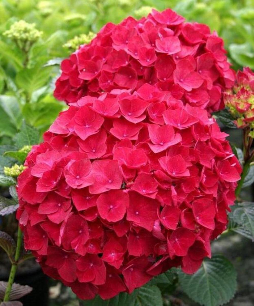(10) HYDRANGEA SEEDS rare exotic flower bloom garden plant USA SELLER W/TRACK