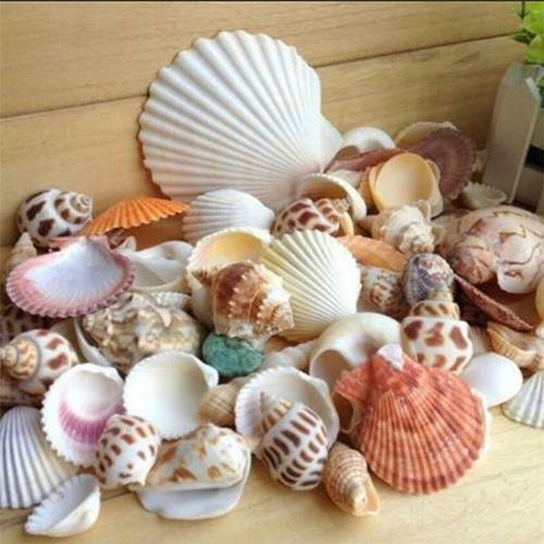 100g/bag Mixed Sea Beach Shells Crafts Seashells Home Party Deco Photo Props