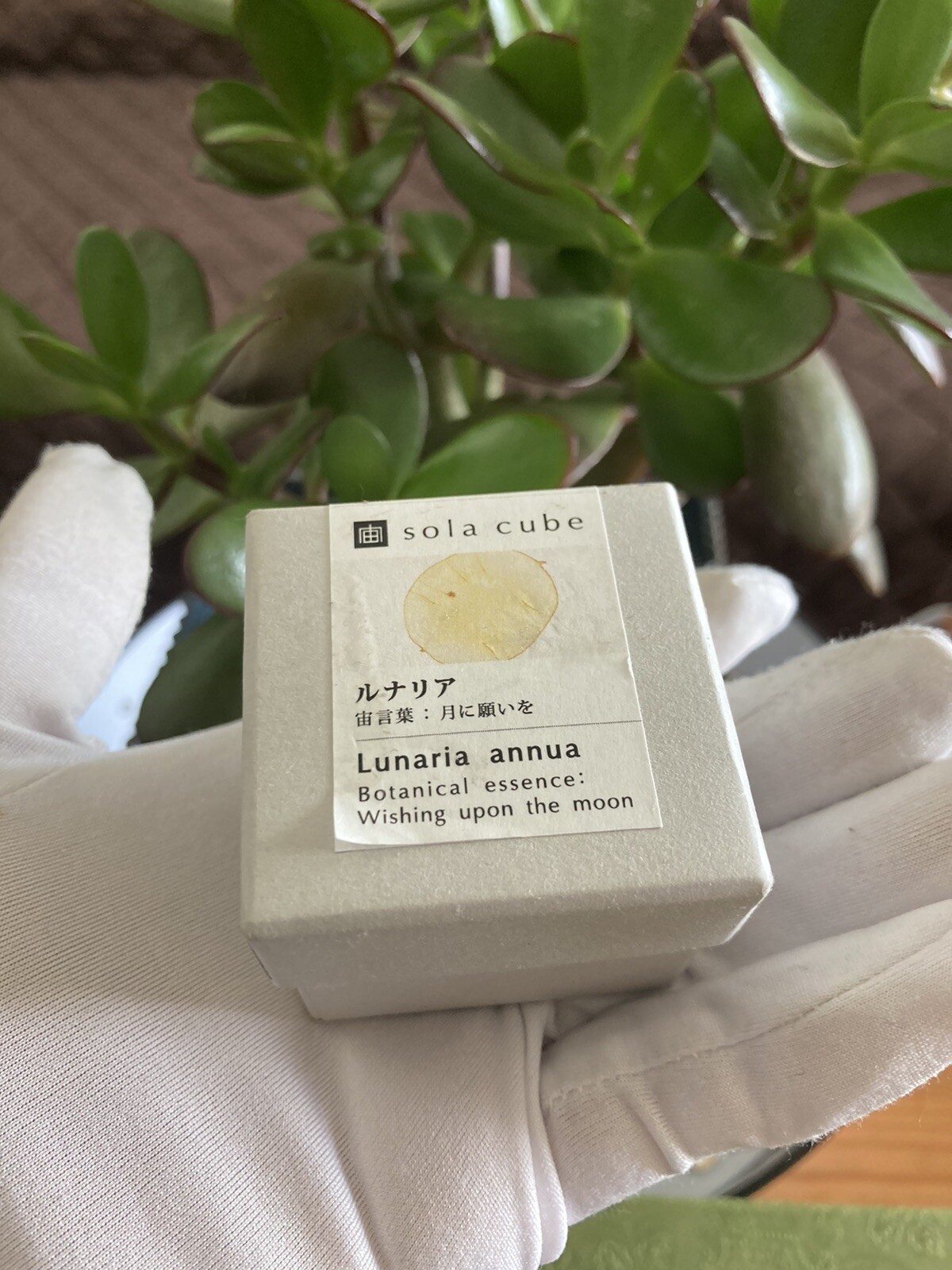sola cube LUNARIA ANNUA 5cm square Dandelion acrylic resin dried flower japan