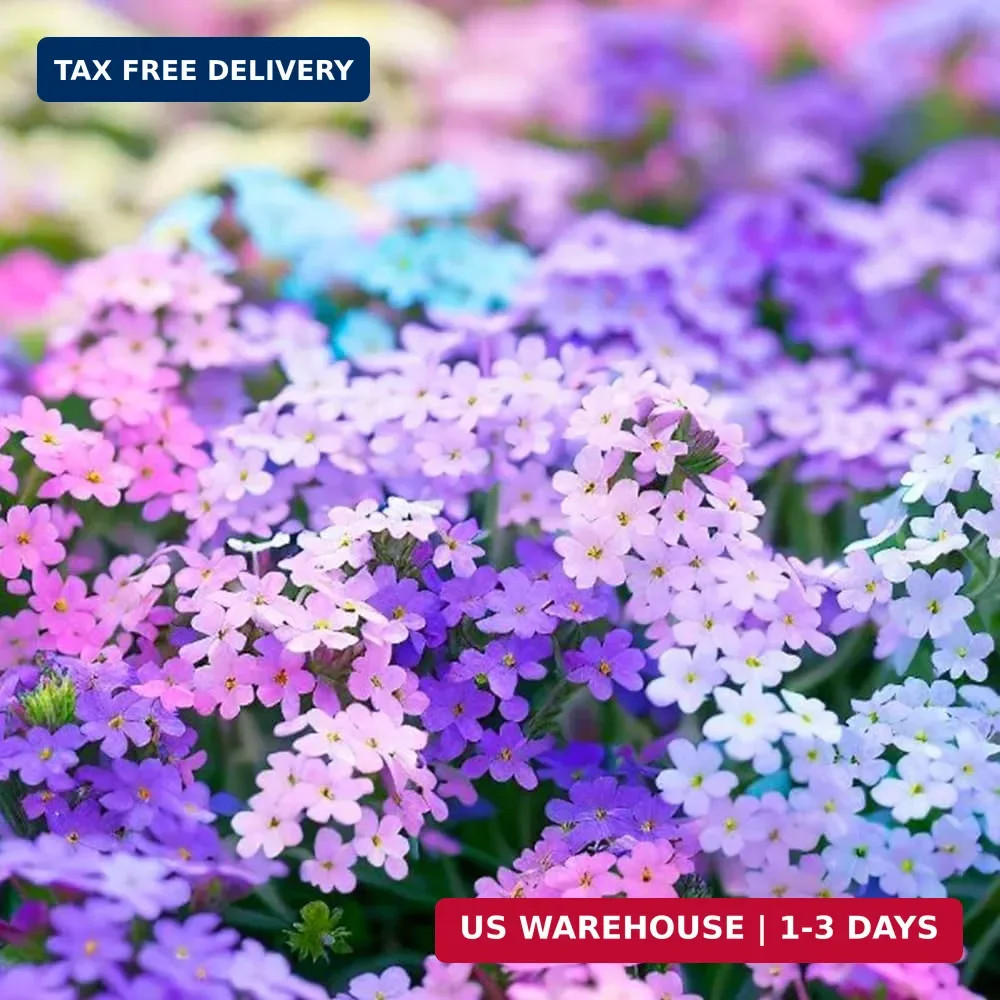 10007+ Creeping Mixed Phlox Seeds for Planting,Bright Perennial Creeping Phlox S