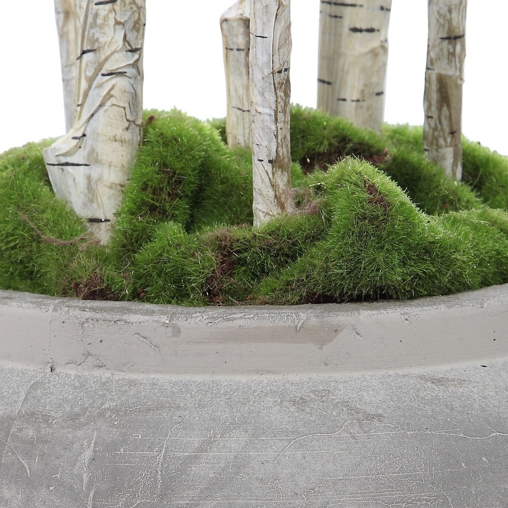Moorlands Furlong – 77.5 inch Potted River Birch Stem – Decor – Planters –