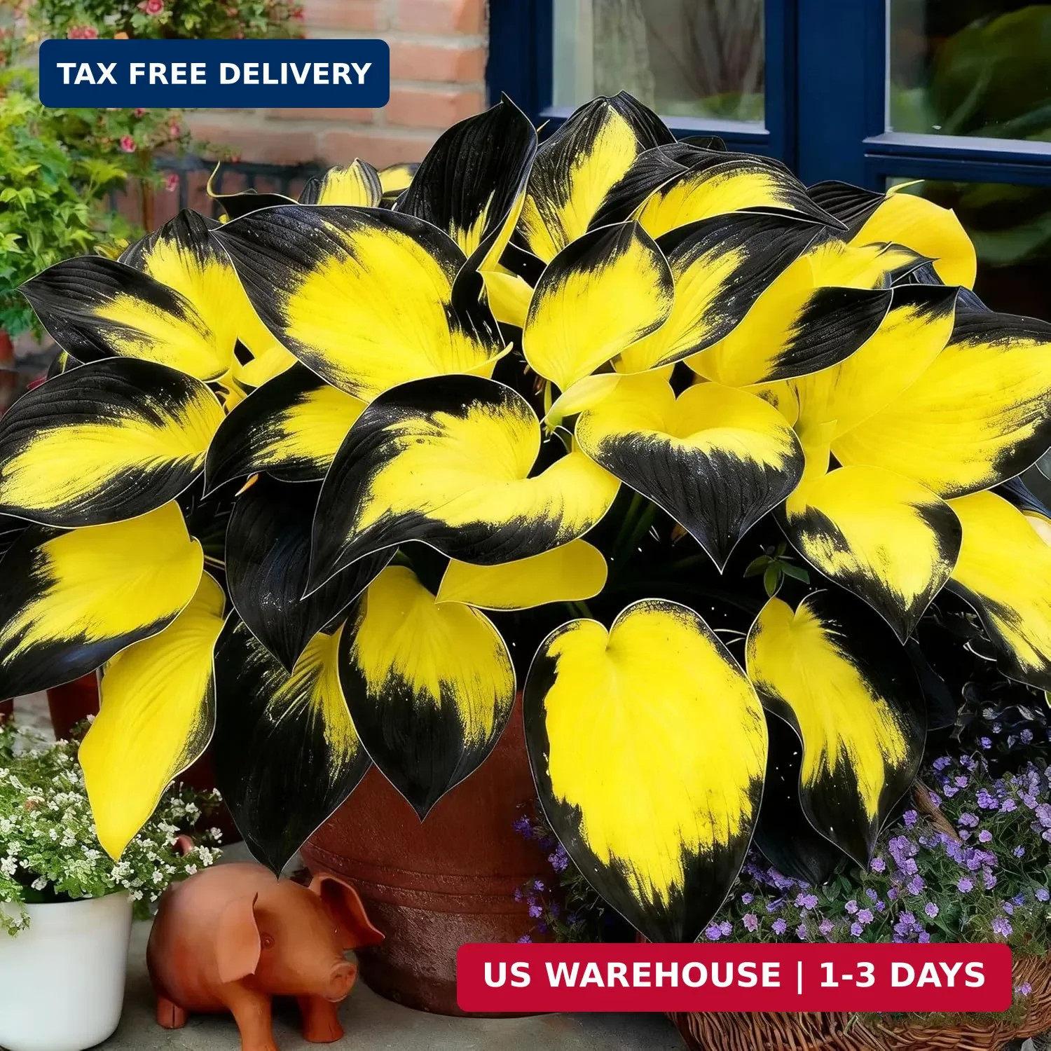 Hosta Seeds for Planting, 200+pcs Rare Perennial Hosta Flower Seeds, Non-GMO Hei