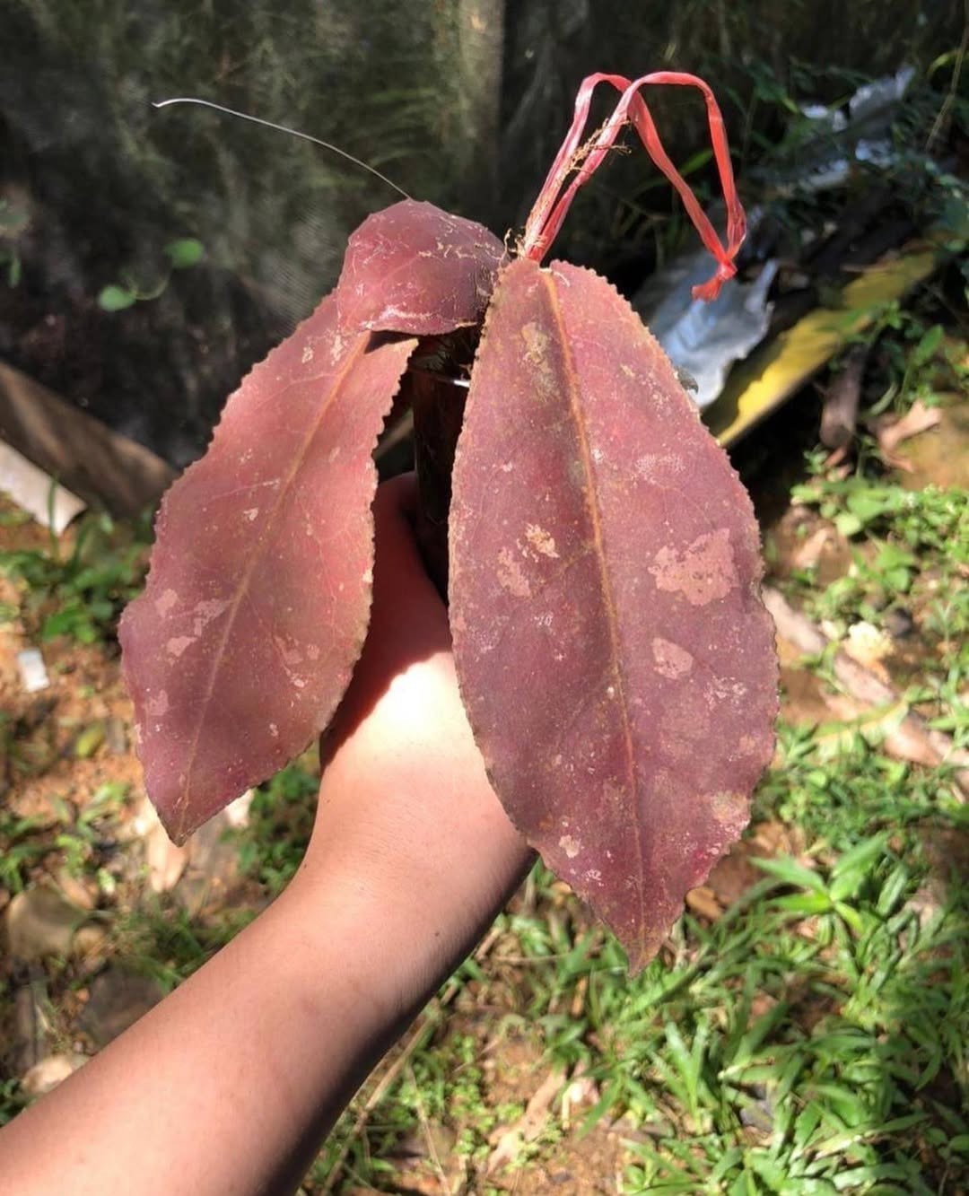 Hoya Undulata Red Sp Borneo Rare Tropical Plant