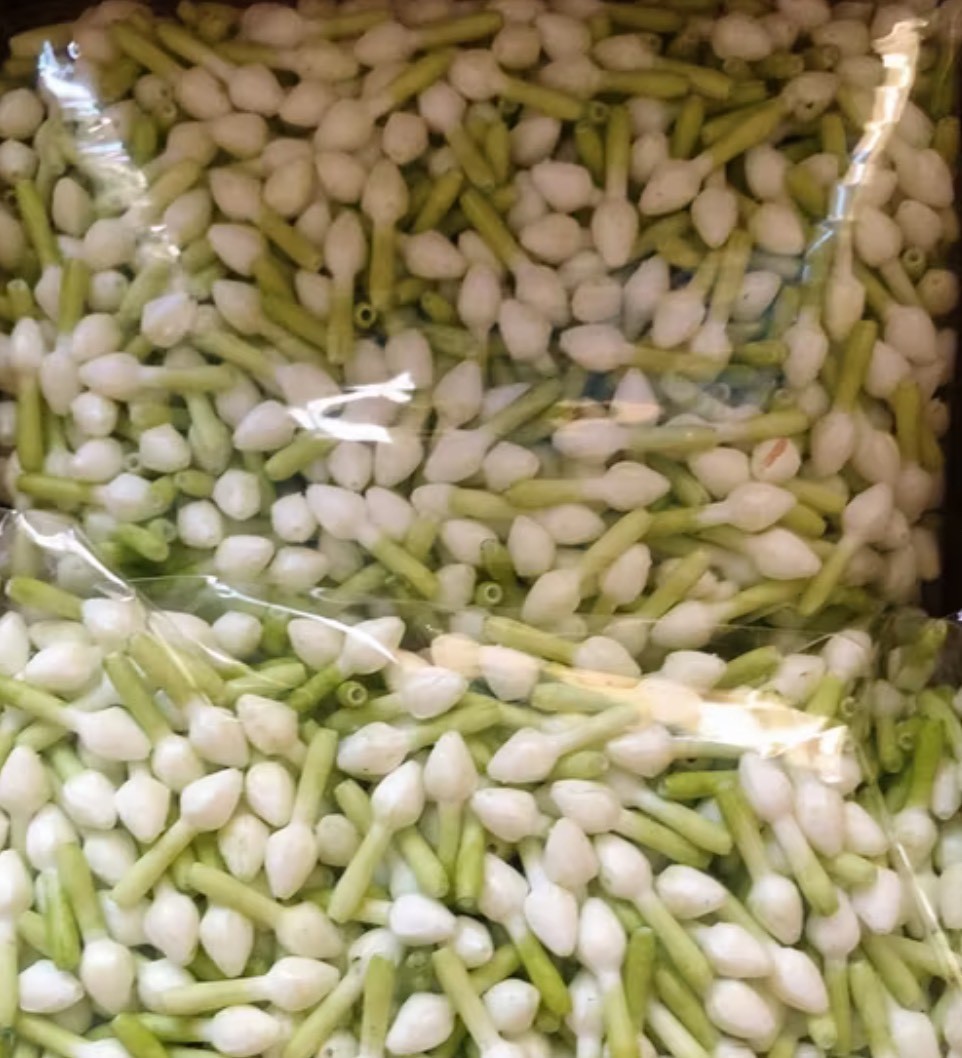 500 Jasmine Flowers Blossom Thai Artificial D.I.Y Handcrafts Malai Decorative