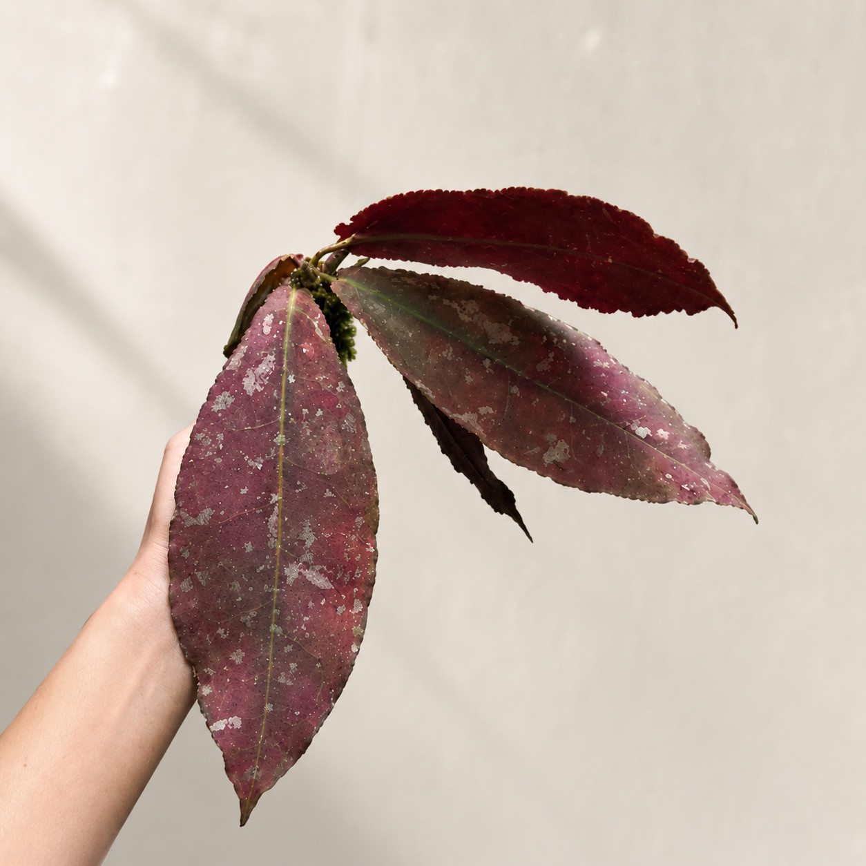 Hoya Undulata Red Rare Variegated, Real Picture, Aroid Houseplant