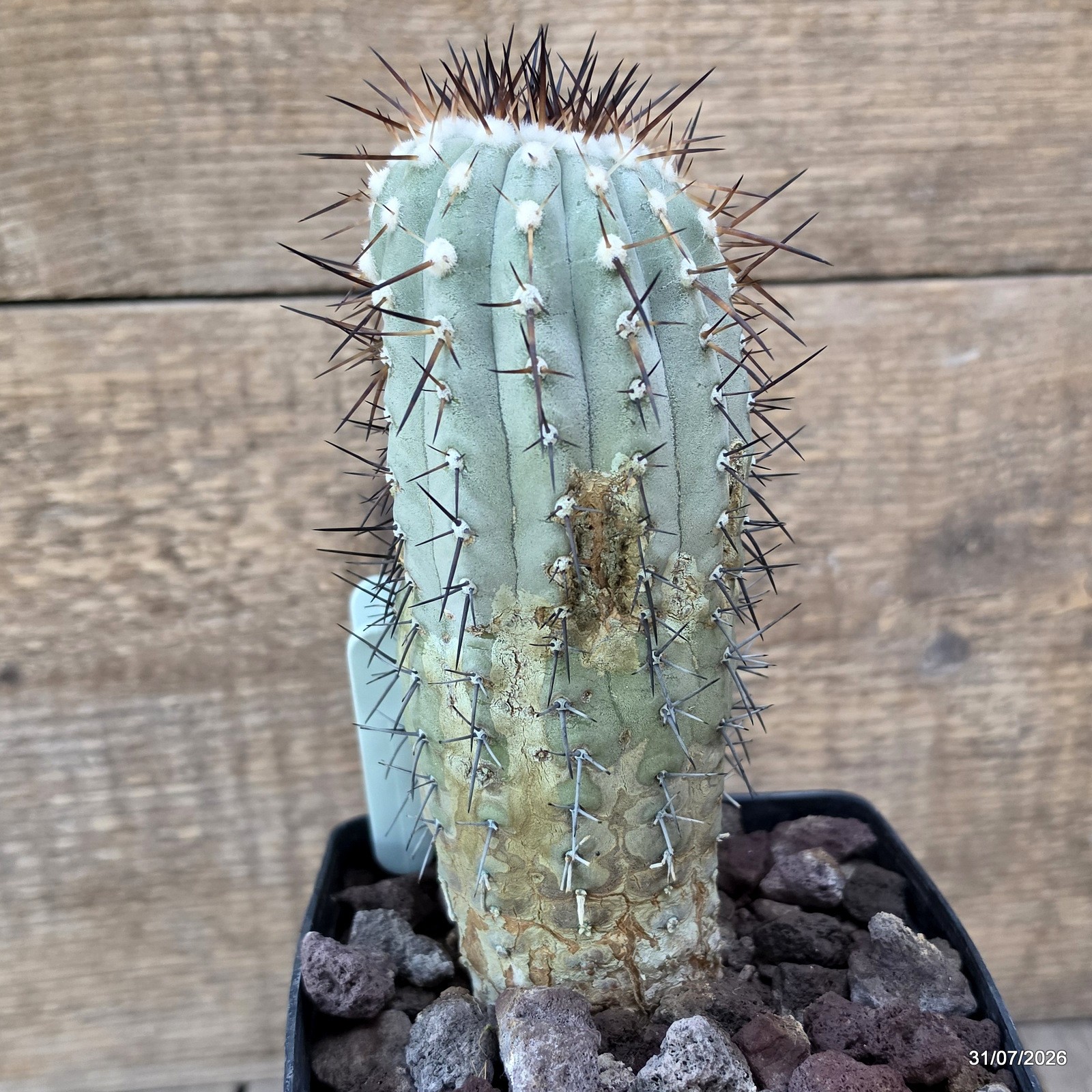 D3818 COPIAPOA CINEREA KK624 LAS BREAS pot12-H18-W7 cm MaMa Cactus