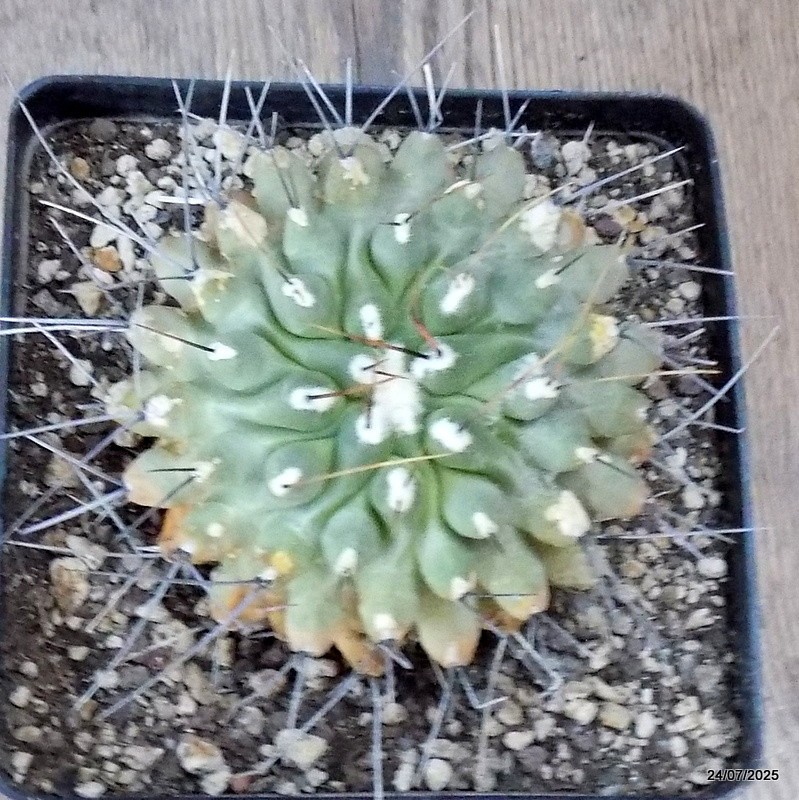 D5468 THELOCACTUS RINCONENSIS pot12-H8-W9 cm MaMa Cactus