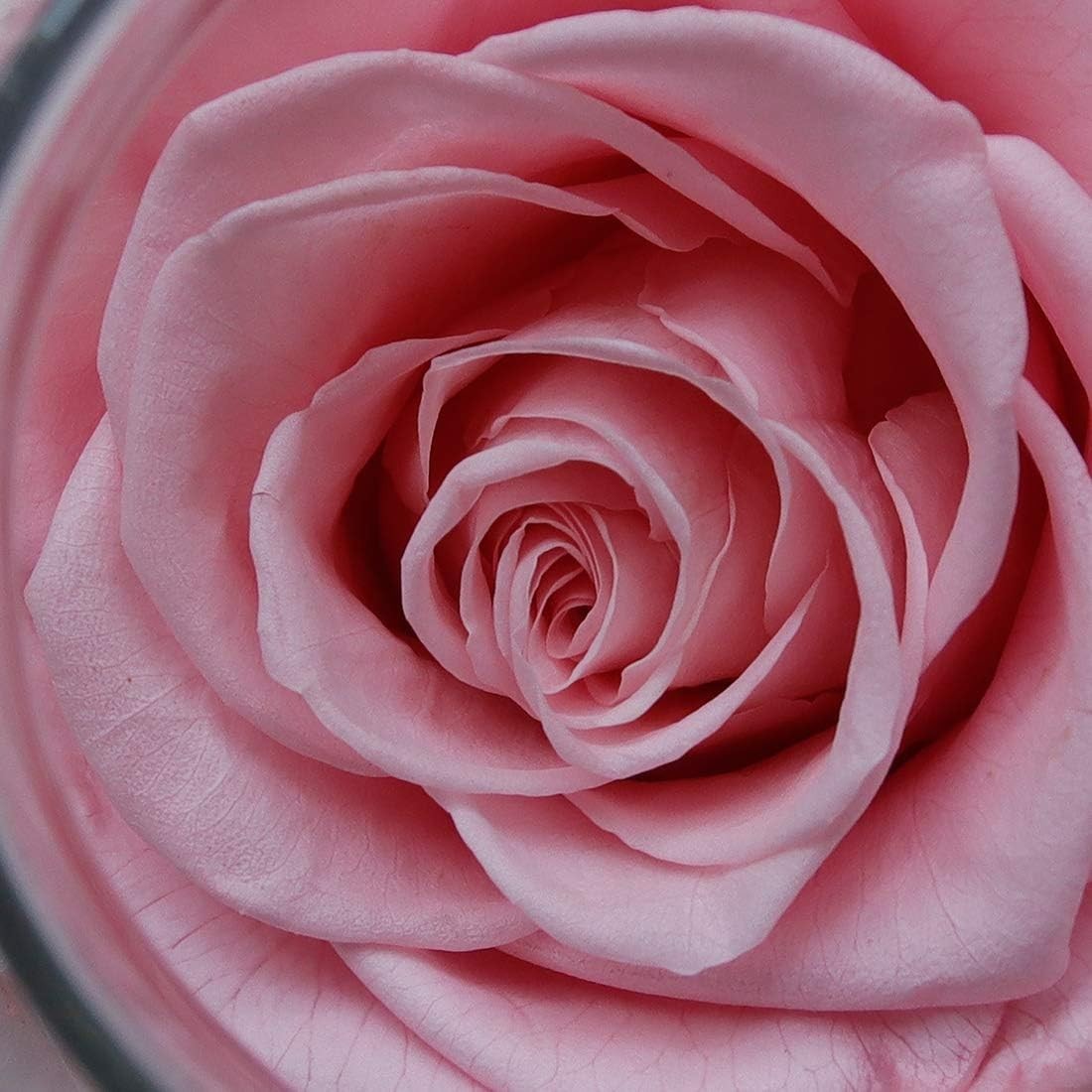 Charming Pink Preserved Rose with LED Light in Glass Bottle – Gift of Love