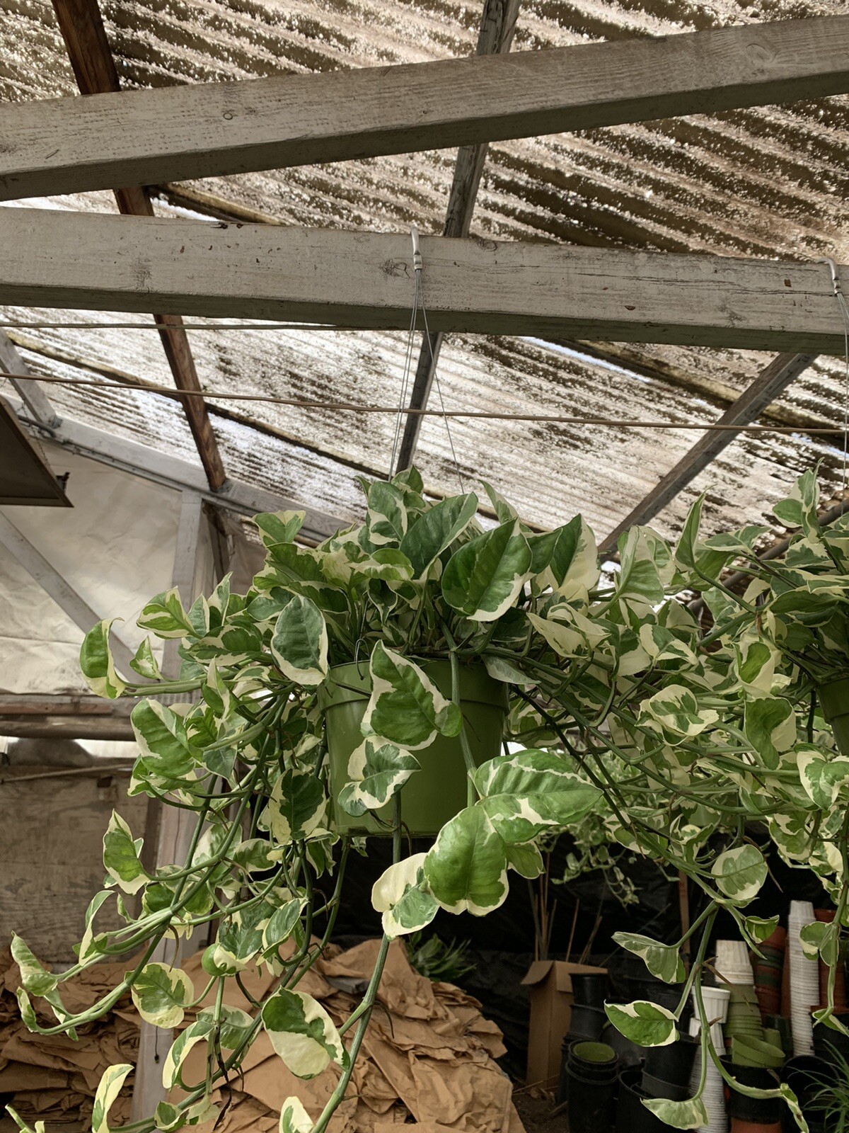 Indoor Live Plants Bundles Including 6inch Potted Pothos Plants