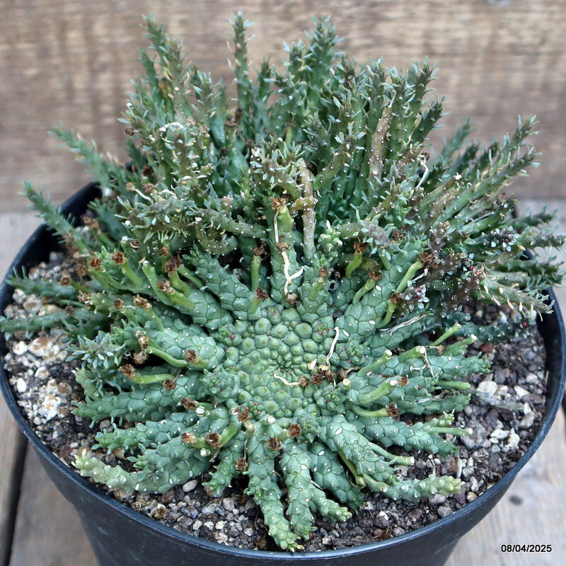 D313 EUPHORBIA GORGONIS MULTIHEADS pot18-H12-W19 cm MaMa Cactus