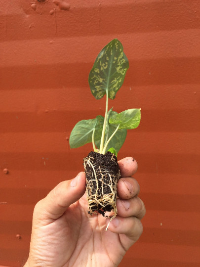Alocasia Hilo Beauty Elephant Ears Plug | Caladium Indoor & Outdoor House Plant