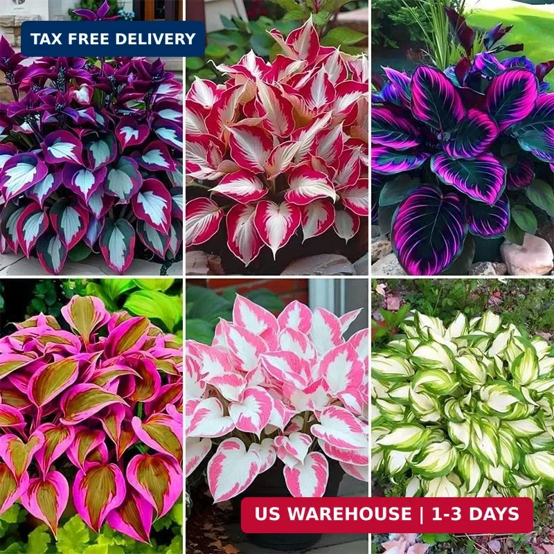 185+ Mix Color Hosta Seeds for Planting – Shade Tolerant Perennials Flowers