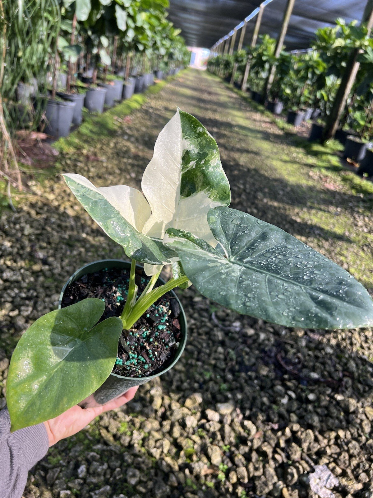 Alocasia Macrorrhiza Variegated in A 6”/ 1 Gallon Pot At12”/14”Tall