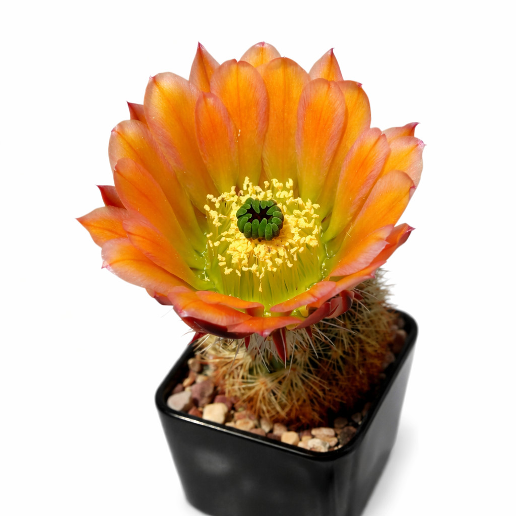 Echinocereus lloydii 10 SEEDS – Rare Cactus SEEDS