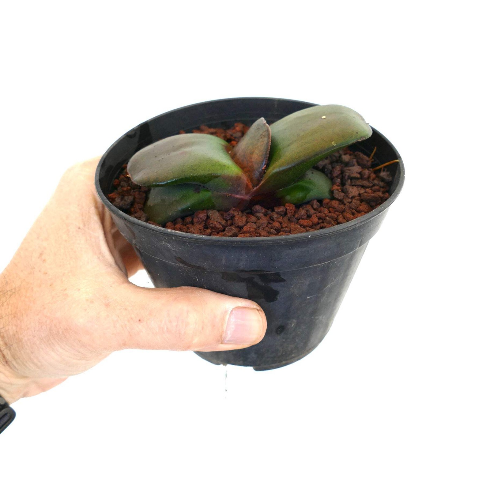 Gasteria pillansii cv 滑らか肌 SMOOTH LEAVES SELECTED – Namaqua gasteria | Pillans’s