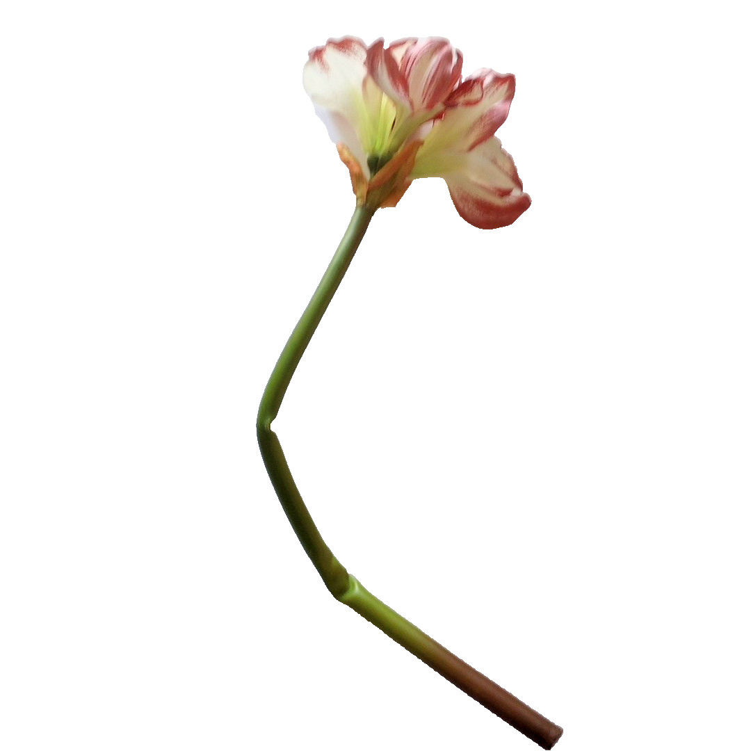 Silk flower Amaryllis Stems 7 Stalks Approximately 29″ Beautiful, Stems AS IS