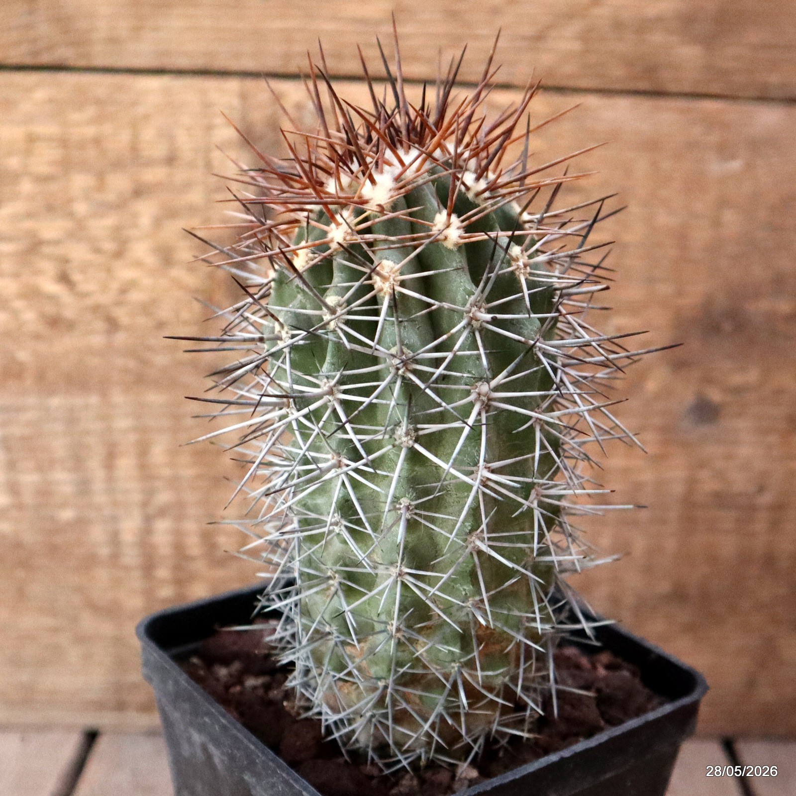 D3460 COPIAPOA CHANARALENSIS KK602 pot10-H13-W7 cm MaMa Cactus